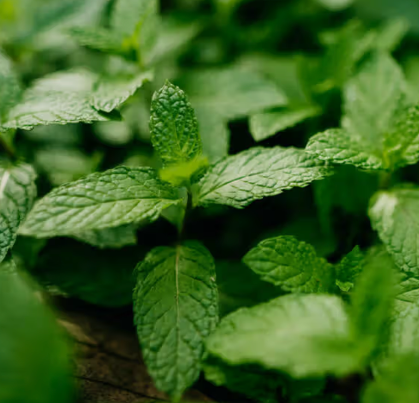 Spearmint Essential Oil 12ml image 0
