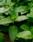 Spearmint Essential Oil 12ml image 0